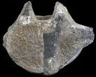 Fossil Whale Vertebrae - Yorktown Formation #40962-1
